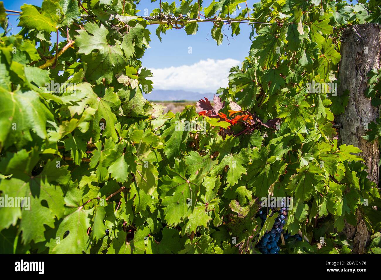 Vigne dans un vignoble de Mendoza par une journée ensoleillée avec ciel bleu. Banque D'Images