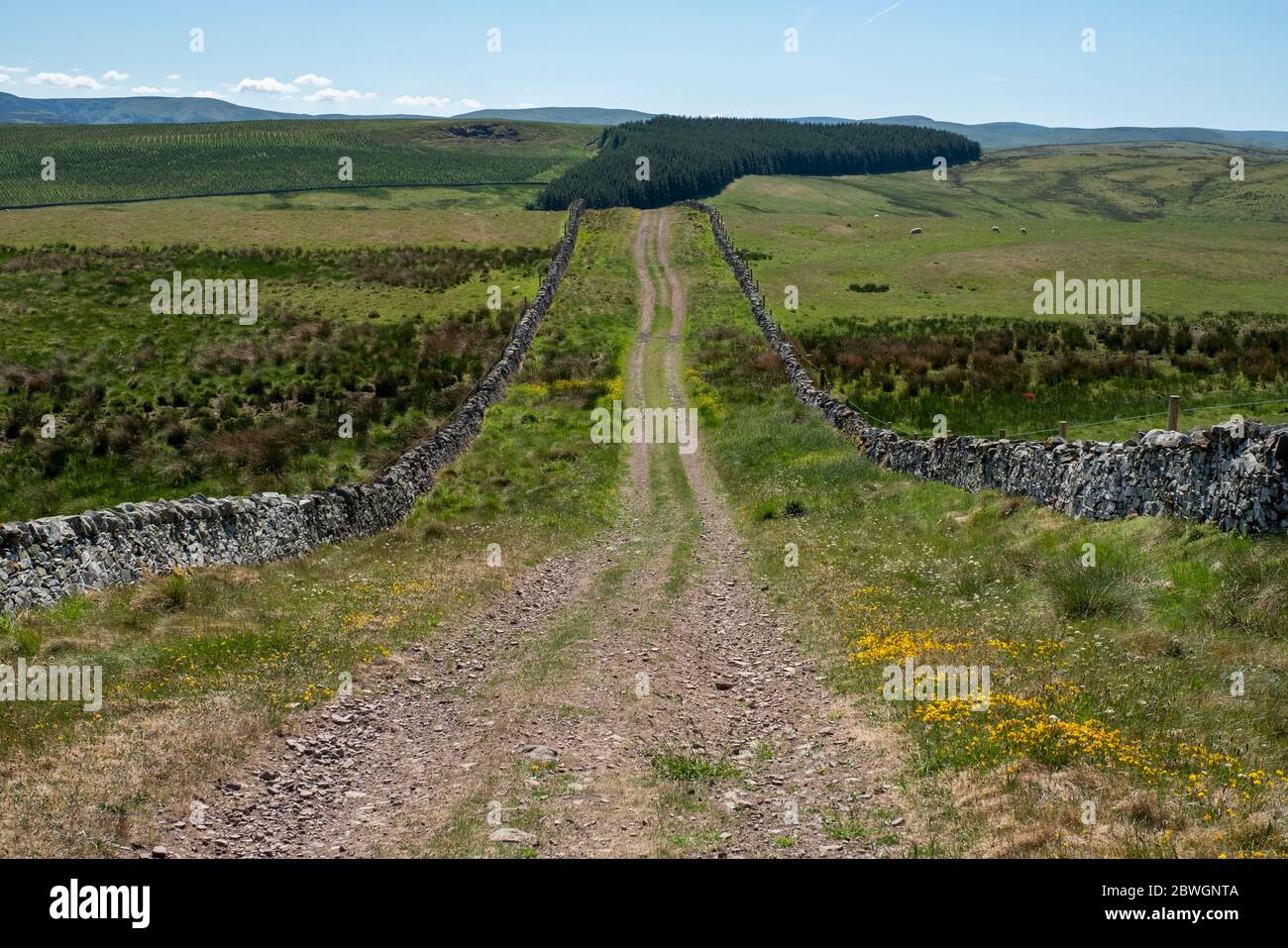 DERE Street, route romaine à Whitton Edge près de Jedburgh, frontières écossaises, Royaume-Uni Banque D'Images DERE Street, route romaine à Whitton Edge près de Jedburgh, frontières écossaises, Royaume-Uni Banque D'Images