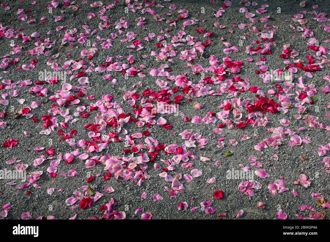 Chemin de gravier avec pétales de rose rose et rouge Banque D'Images