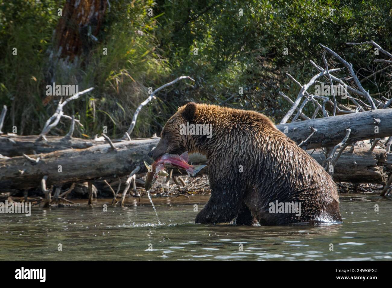 Ours brun avec un saumon dans son embouchure sur le lac Crescent, dans le parc national du lac Clark, Alaska, États-Unis Banque D'Images