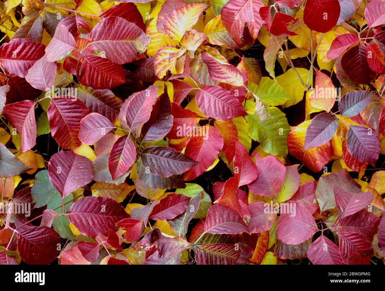 La vivace de poison (la vivane de l'Ouest (Toxicodendron rydbergii) devient colorée en automne à Hells Canyon, Idaho. Le composé urushiol dans la sève de l'usine ca Banque D'Images