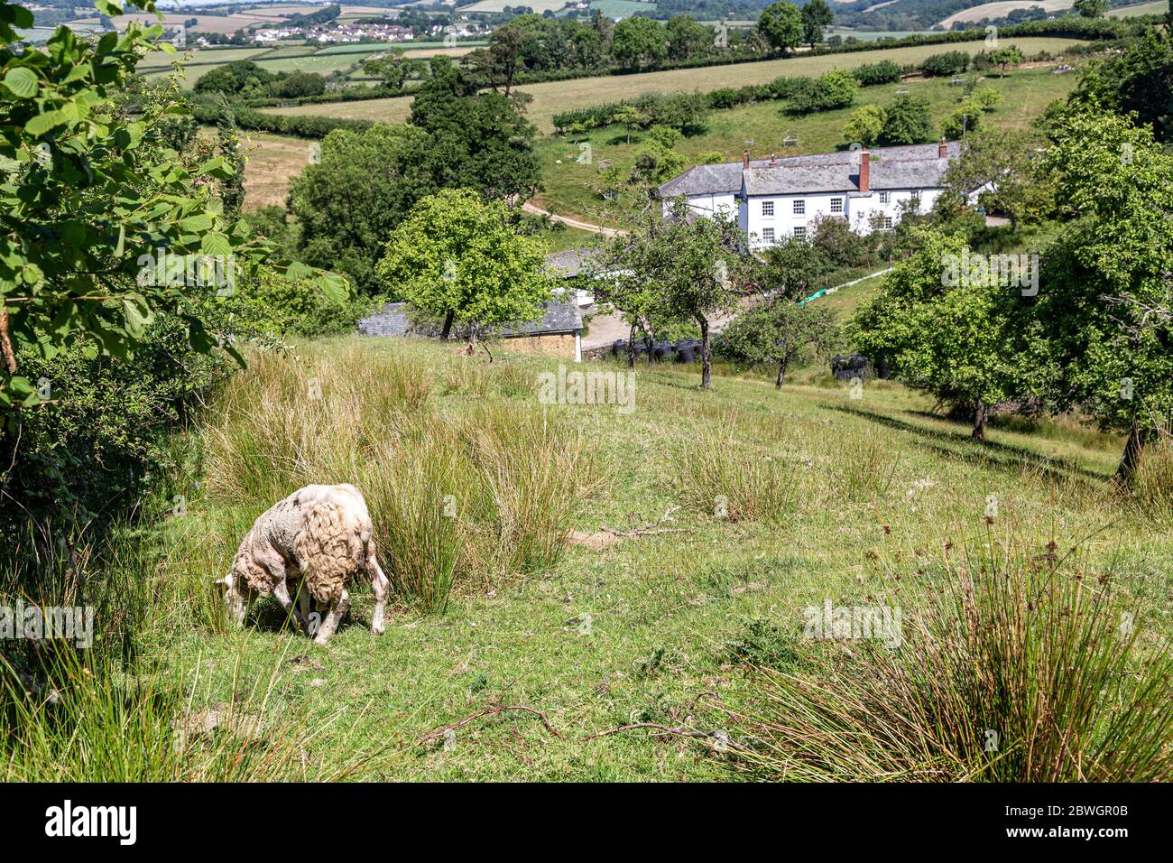 Alimentation des moutons sur la ferme Devon, printemps, été, Beauté dans la nature, nuage - ciel, image couleur, Devon, bétail, plein air, photographie, tranquille Banque D'Images