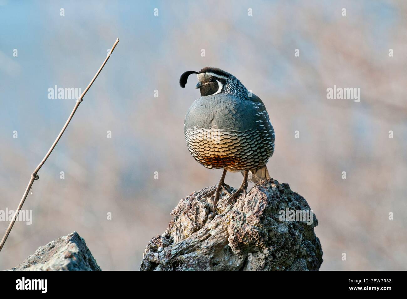 Caille mâle de Californie (Callipepla californica) perchée sur la lave Banque D'Images