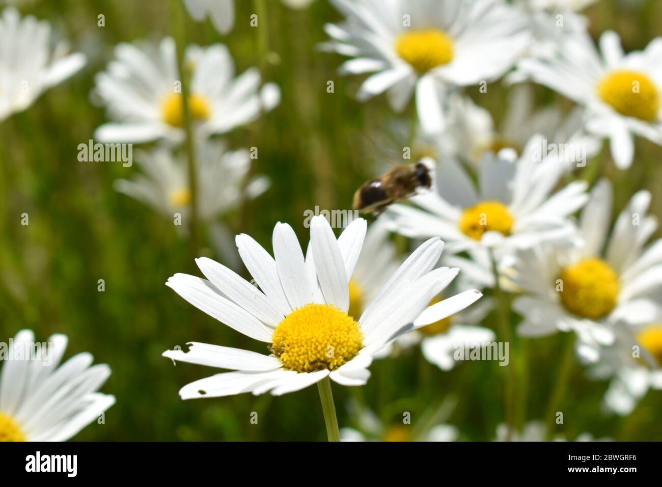 Camomille et un planque de course en été en Allemagne Banque D'Images