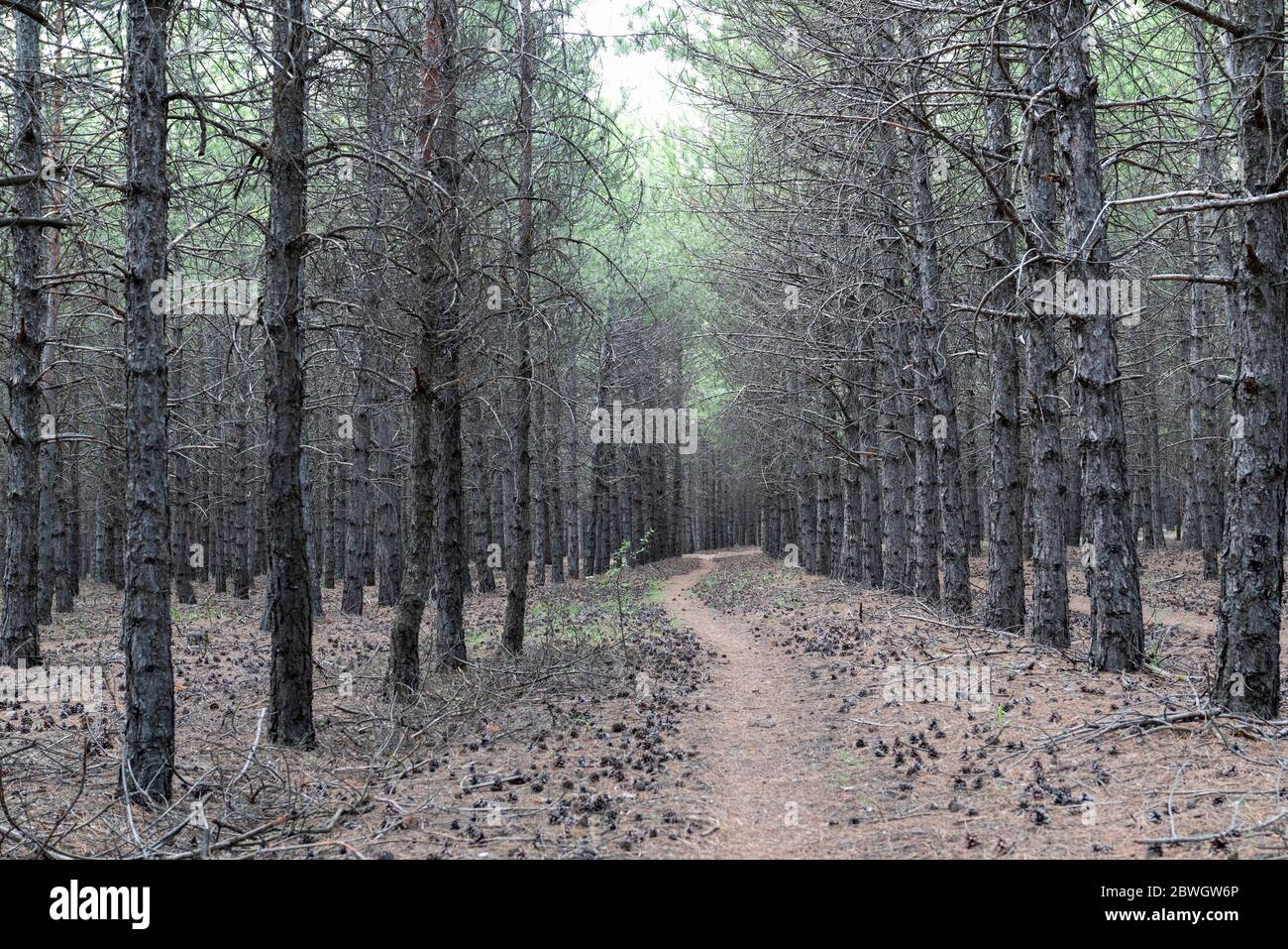 Chemin parmi les pins dans une forêt près du lac Eymir, Ankara, Turquie Banque D'Images