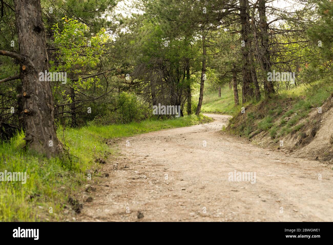 Chemin parmi les pins dans une forêt près du lac Eymir, Ankara, Turquie Banque D'Images