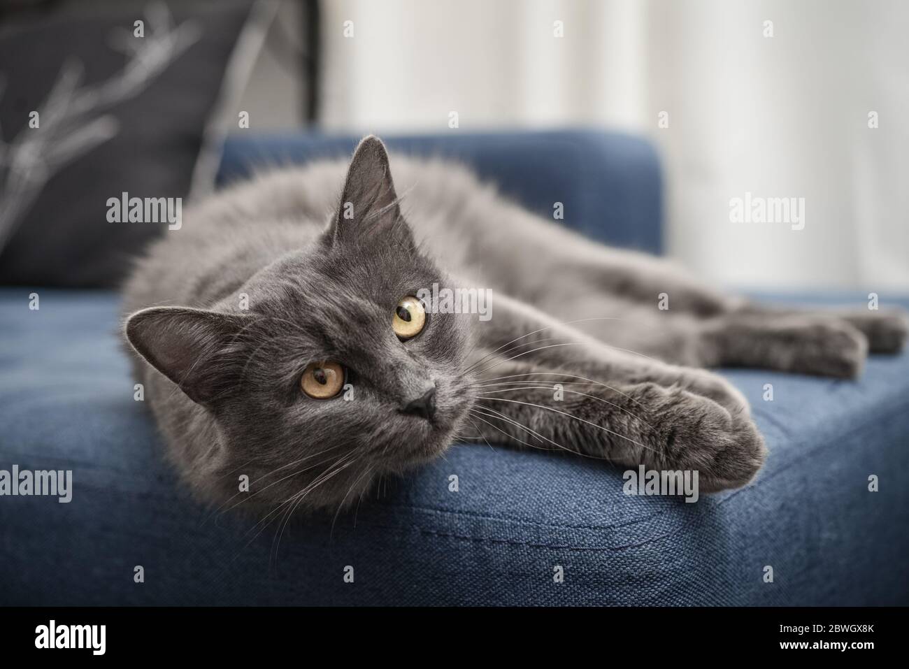 Nebelung Cat Banque D Image Et Photos Alamy