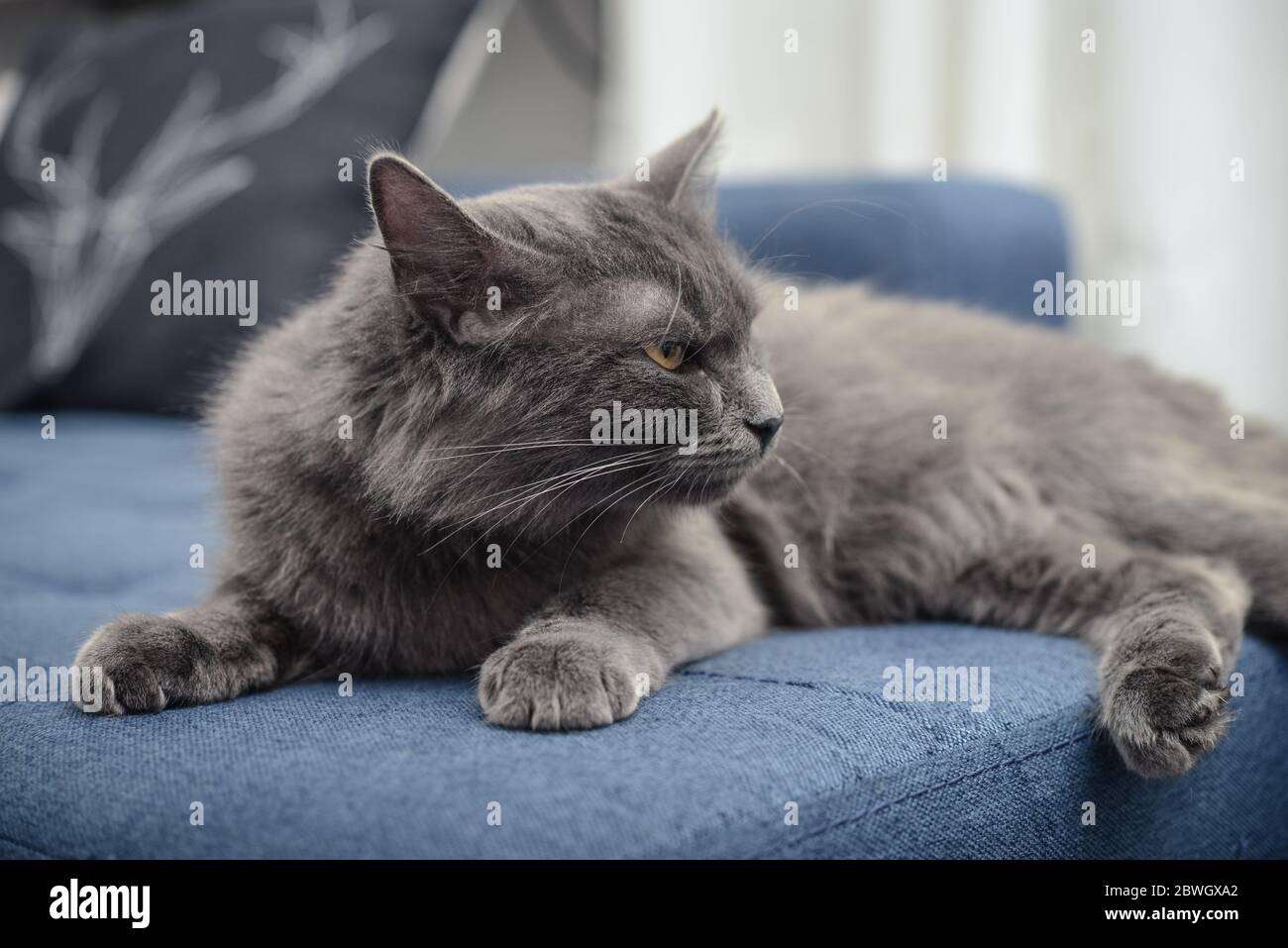 Chat gris Nebelung chat est allongé sur le canapé à la maison. Nebelung-une race rare, semblable au bleu russe, sauf pour la longueur moyenne, avec des cheveux soyeux. Banque D'Images