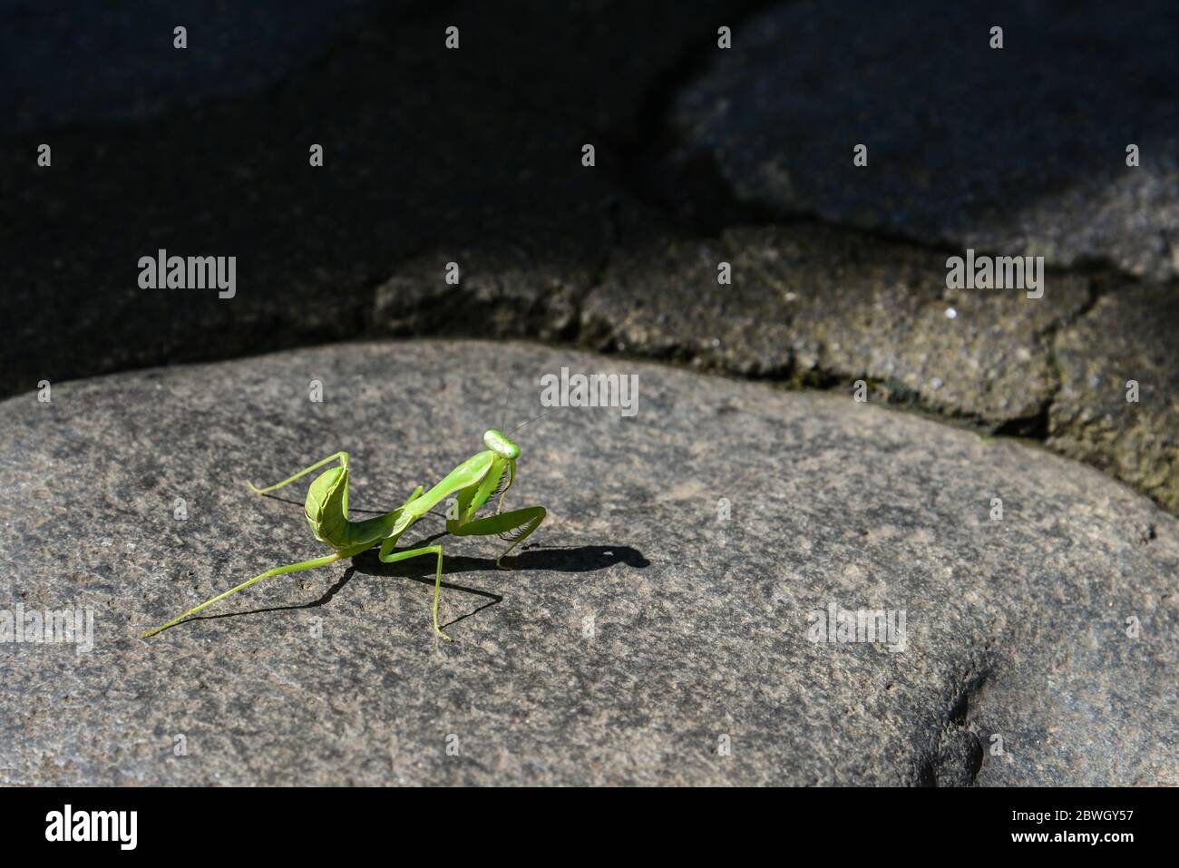 Mantis européens ou prier Mantis, Mantis Religiosa. Mantis vert de prière en gros plan Banque D'Images