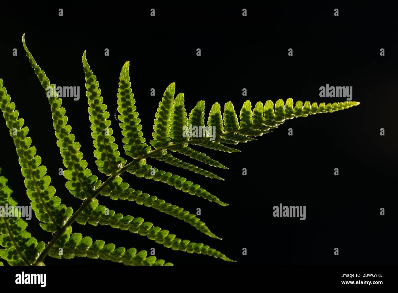 Une seule feuille de fougères vertes sur fond sombre. Banque D'Images