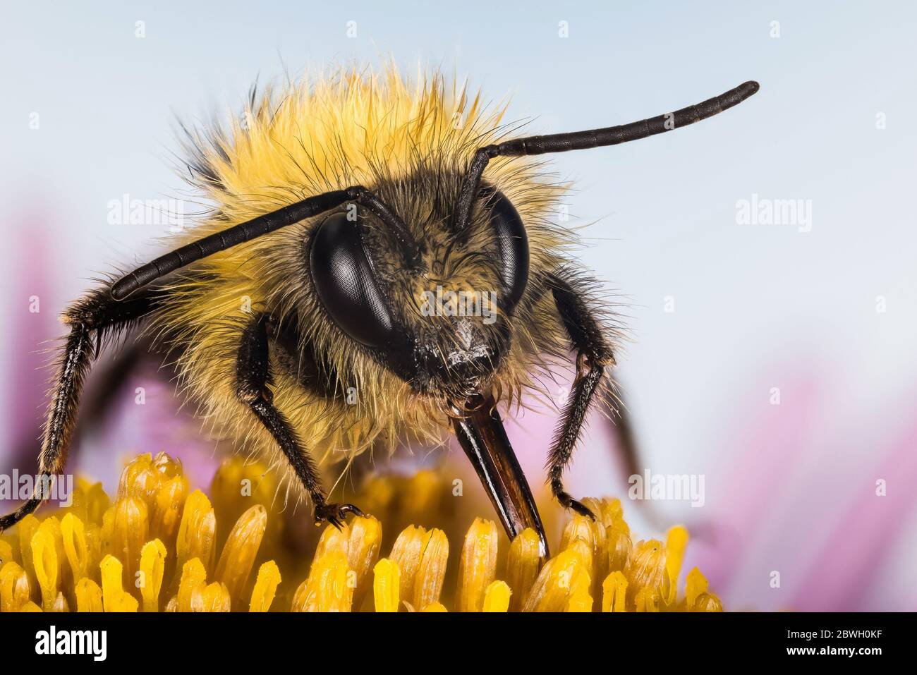Macro Focus photos de l'abeille ancienne sur fleur. Son nom latin est Bombus pratorum. Banque D'Images