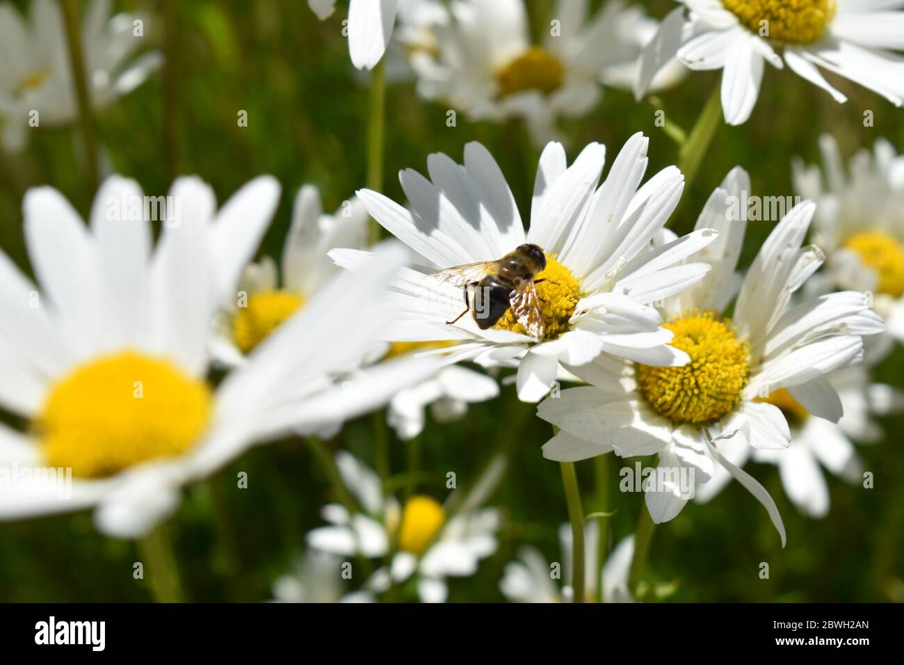 Camomille et un planque assis en été en Allemagne Banque D'Images