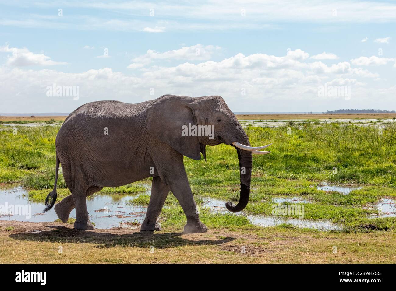 Magnifique éléphant d'Afrique face, marche dans les marais d'Amboseli, Kenya Afrique Banque D'Images