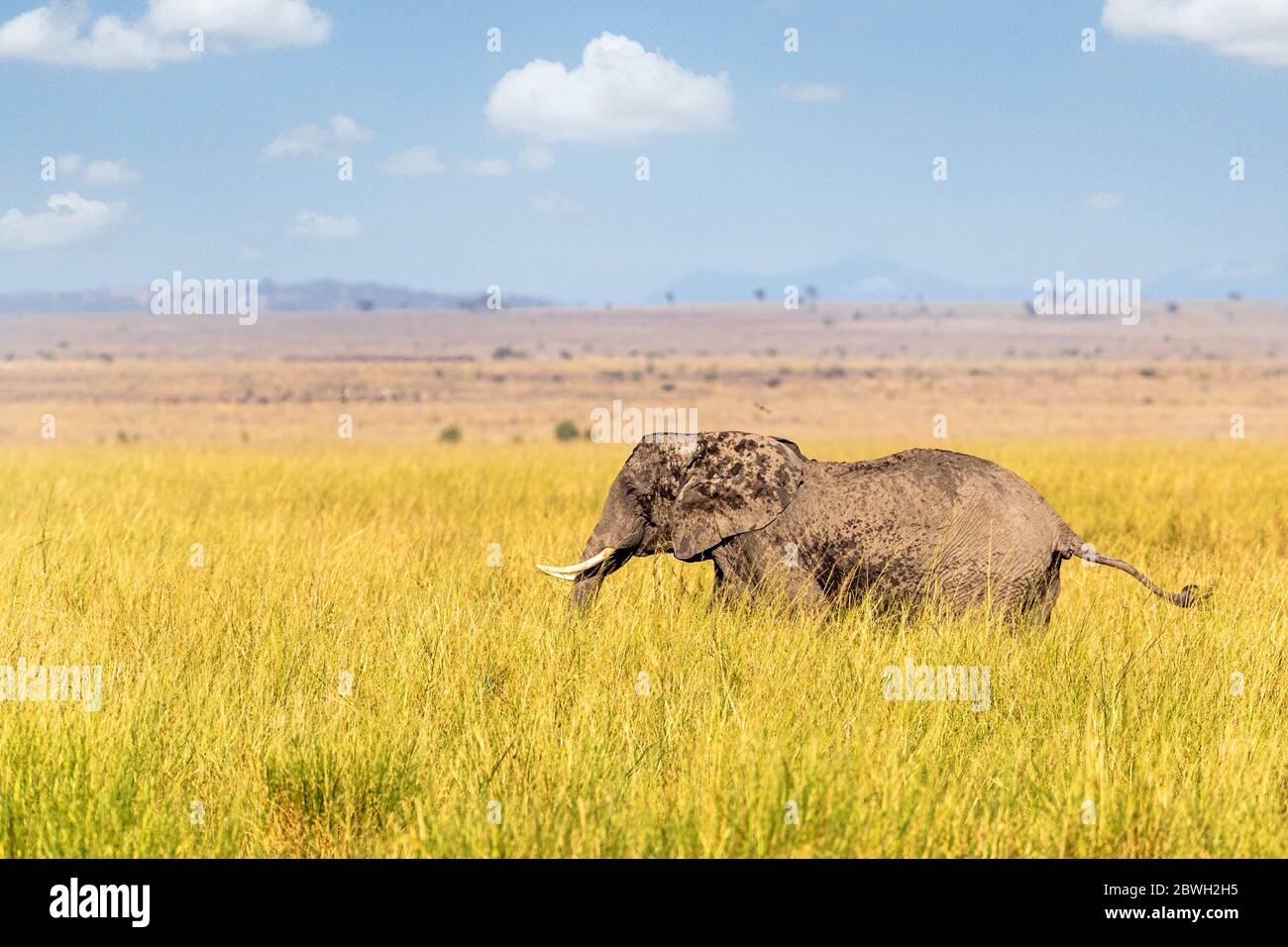 Éléphant d'Afrique marchant à travers la grande herbe du Kenya Afrique avec de la place pour le texte Banque D'Images