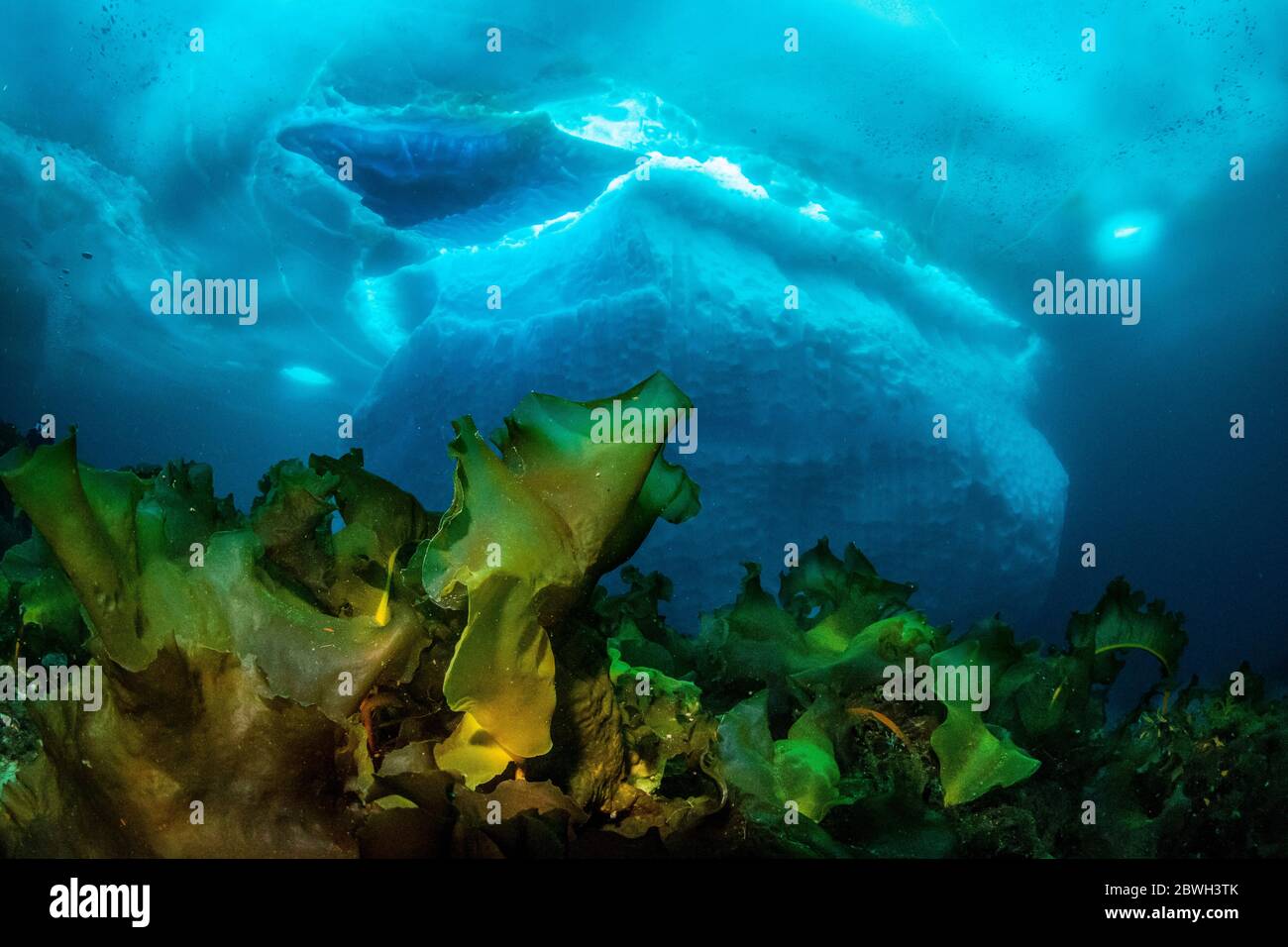Varech, ceinture de mer ou tablier du diable, Saccharina latissima, devant un iceberg, Tasiilaq, Groenland, Océan Atlantique Nord Banque D'Images