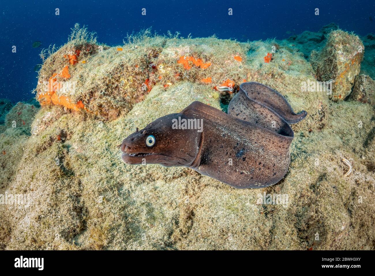 Anguille de moray noire, Muraena augusti, Tenerife Sud, île des Canaries, Espagne, Océan Atlantique Banque D'Images