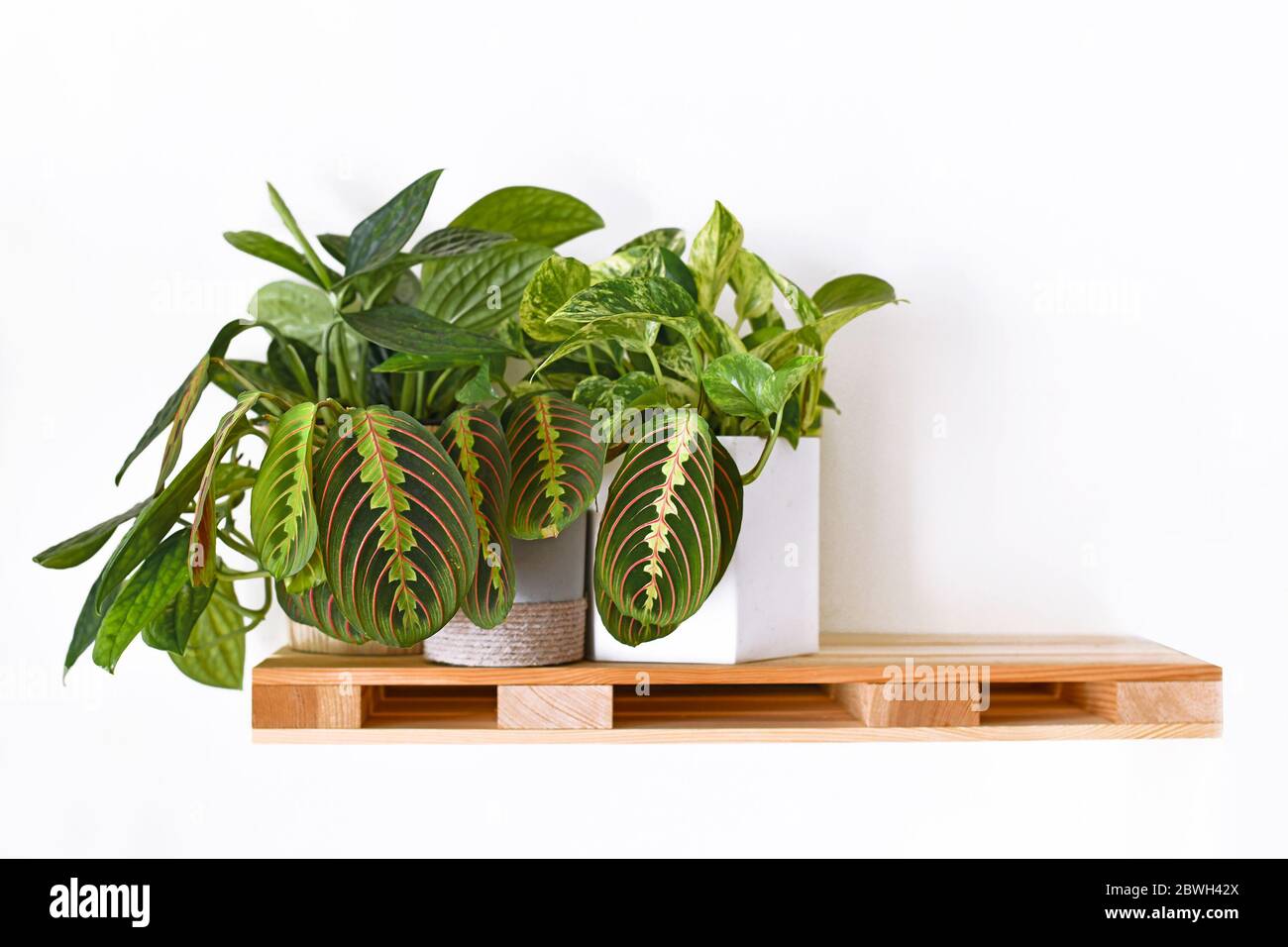 Les plantes de maison tropicales comme 'usine de prière' et 'Pithos' sur une étagère en bois accrochée sur un mur blanc Banque D'Images