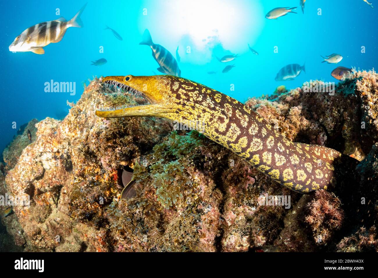 Moray de fangtooth, moray de tigre, ou conger d'oiseau-oeil, Enchelycore anatina, sud de Tenerife, île des Canaries, Espagne, Océan Atlantique Banque D'Images