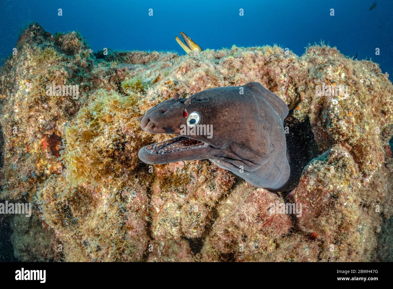 Anguille de moray noire, Muraena augusti, Tenerife Sud, île des Canaries, Espagne, Océan Atlantique Banque D'Images