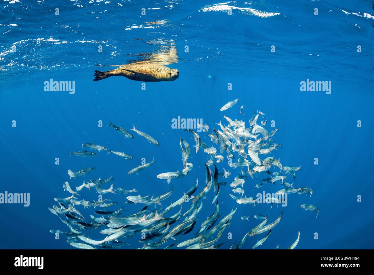 Lion de mer de Californie, Zalophus californianus, se nourrissant de la boule d'appât de sardine du Pacifique, Sardinops sagax ocellatus, baie de Magdalena, Baja California, Mexique, Banque D'Images