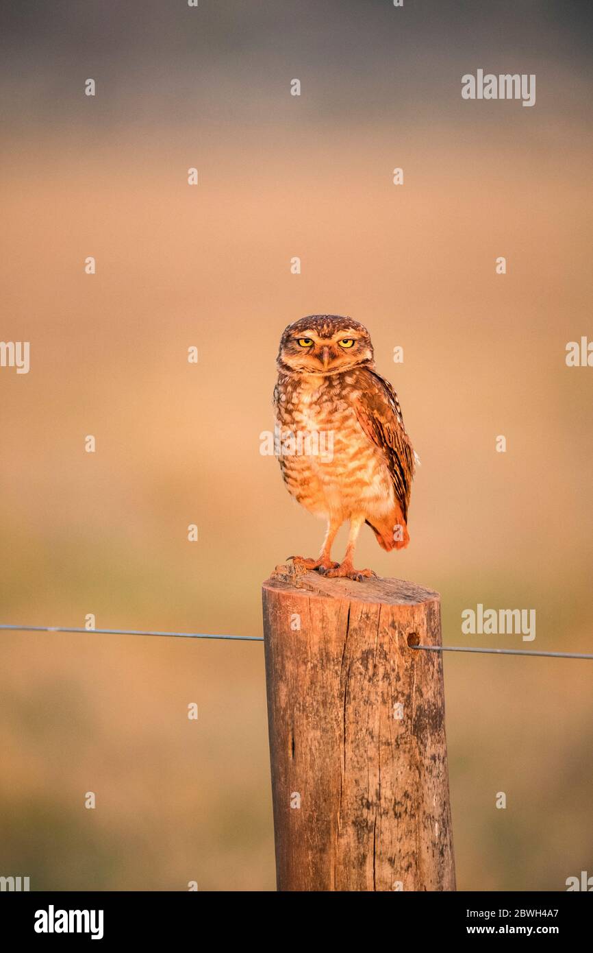 Hibou des terriers, Athene cunicularia, Bonito, Mato Grosso do Sul, Brésil, Amérique du Sud Banque D'Images