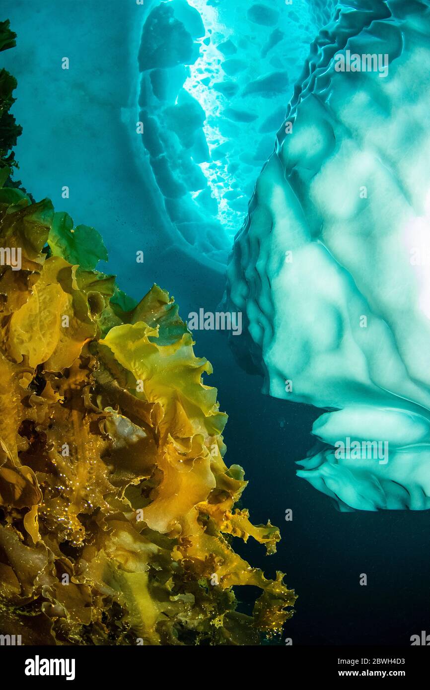 Varech, ceinture de mer ou tablier du diable, Saccharina latissima, couvrant un mur près d’un iceberg avec plongeur, Tasiilaq, Groenland, Atlanti Nord Banque D'Images