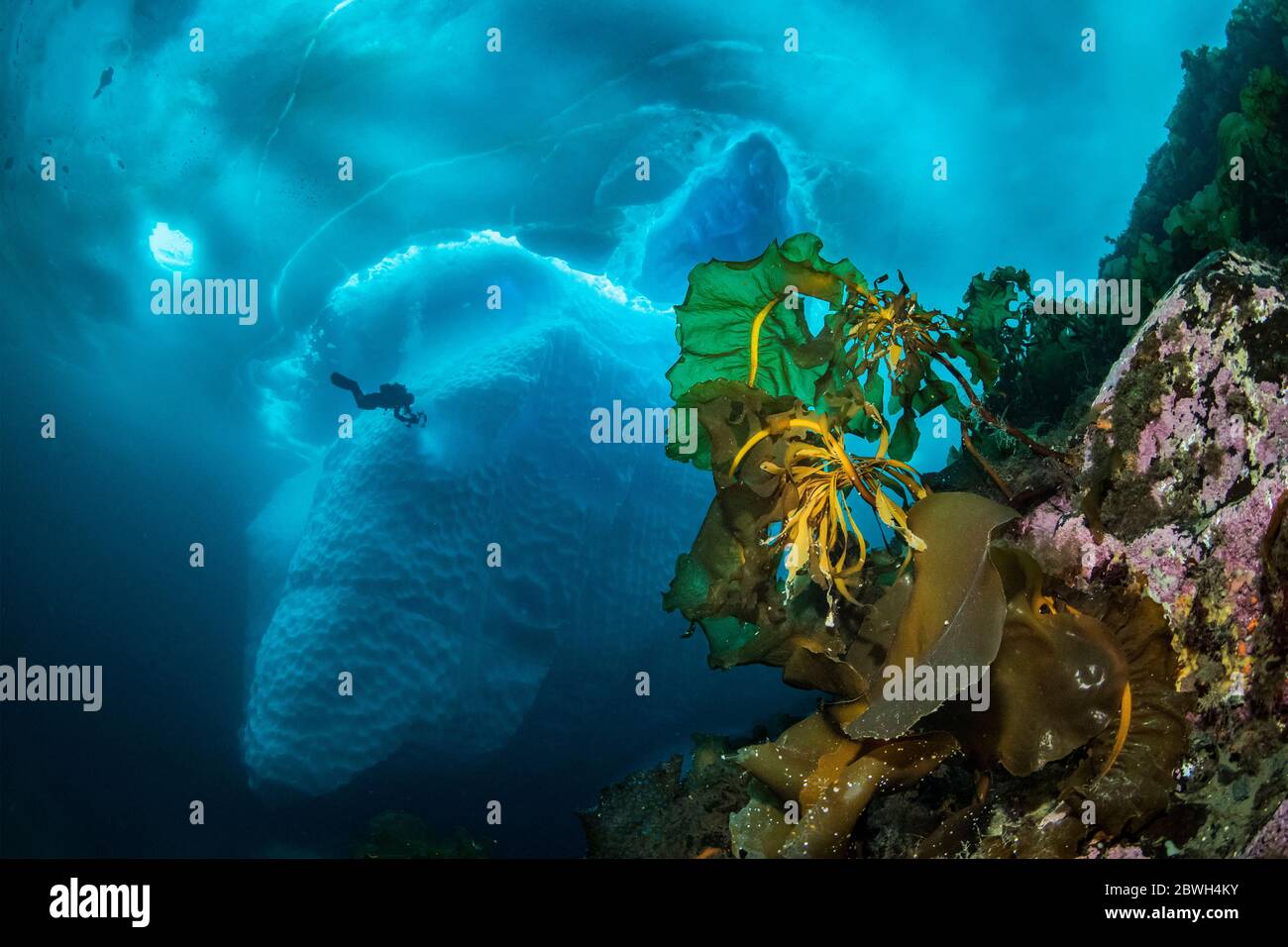 Varech, ceinture de mer ou tablier du diable, Saccharina latissima, devant un iceberg avec plongeur, Tasiilaq, Groenland, océan Atlantique Nord Banque D'Images