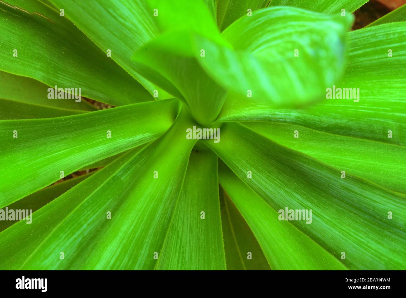 Texture des feuilles vertes. Arrière-plan vert naturel non spécifique. Banque D'Images