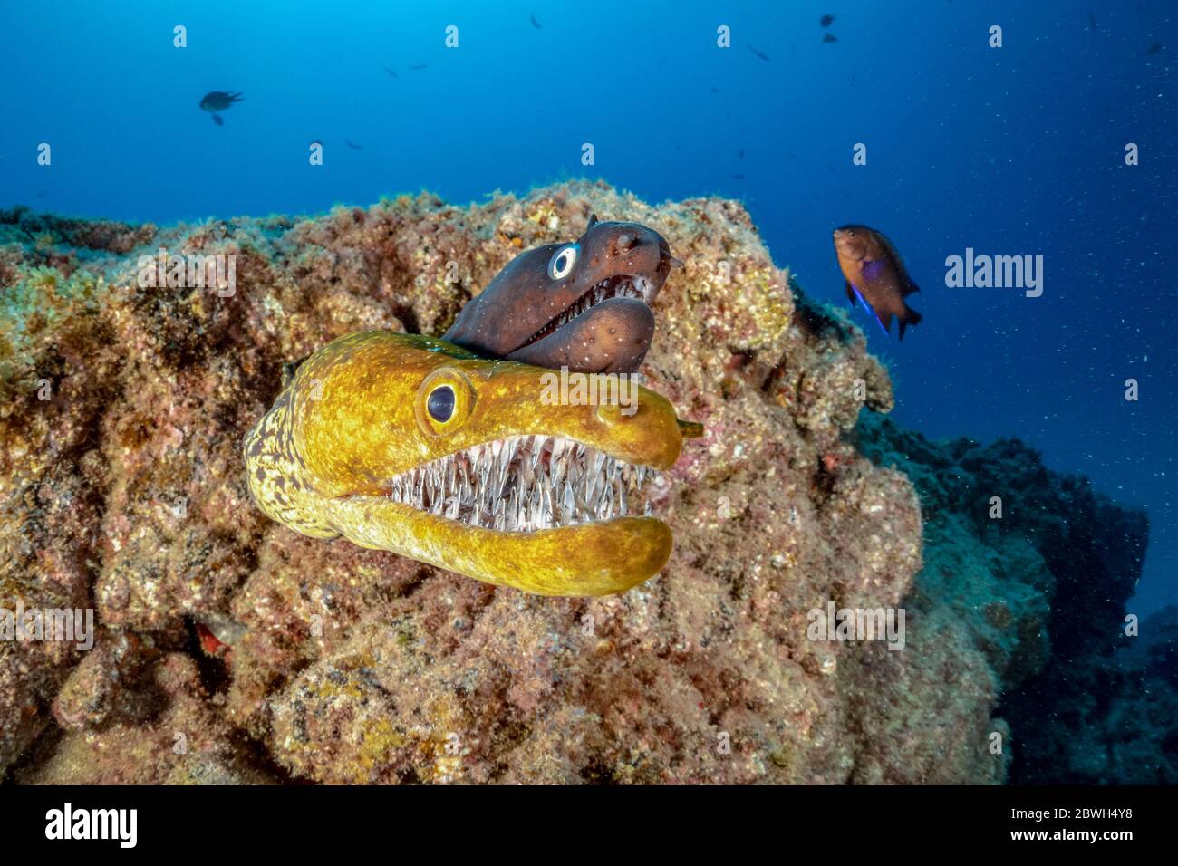 Moray de fangtooth, moray de tigre, ou conger d'oiseau-oeil, Enchelycore anatina, et anguille de moray noire, Muraena augusti, Tenerife Sud, île des Canaries, Espagne, ATL Banque D'Images