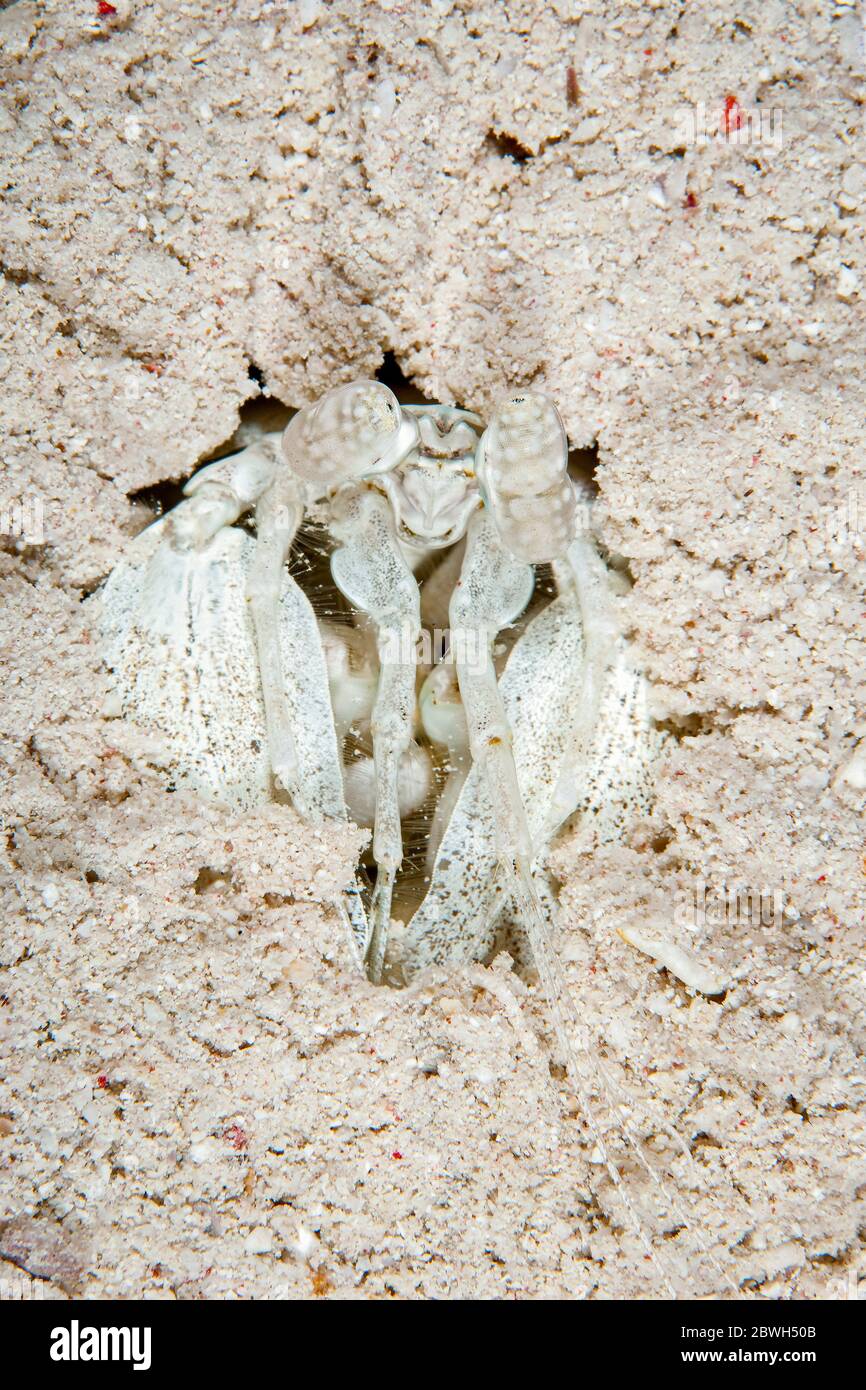 crevettes zébrées, Lysiosquillina maculata, site de plongée Consclay II, récif Sha'ab Rumi, Soudan, Mer Rouge, Océan Indien Banque D'Images