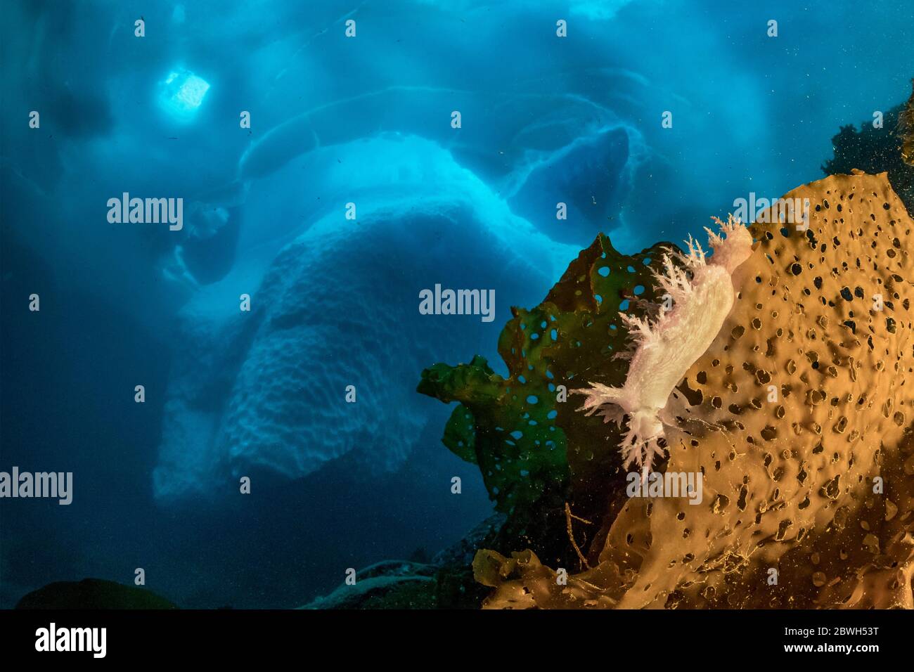 Nudibranche, Dendronotus robustus, sur le varech, la ceinture de mer ou le tablier du diable, Saccharina latissima, devant un iceberg, Tasiilaq, Groenland, Nord Banque D'Images