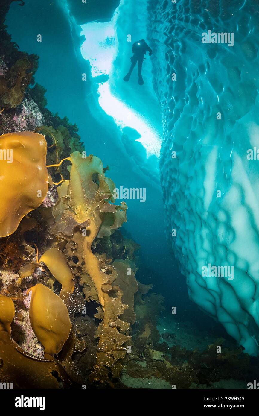 Varech, ceinture de mer ou tablier du diable, Saccharina latissima, couvrant un mur près d’un iceberg avec silhouette de plongeur, Tasiilaq, Groenland, non Banque D'Images