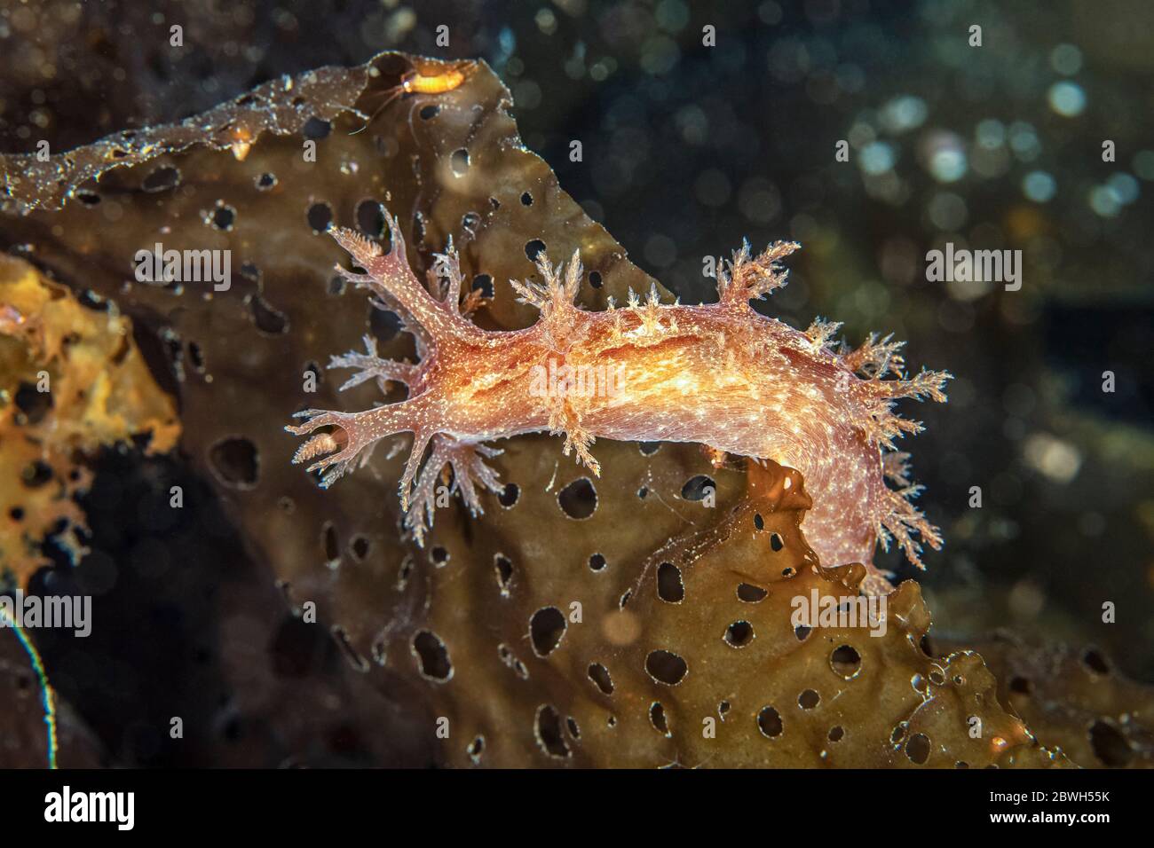 Nudibranche, Dendronotus robustus, sur le varech Tasiilaq, Groenland, océan Atlantique Nord Banque D'Images