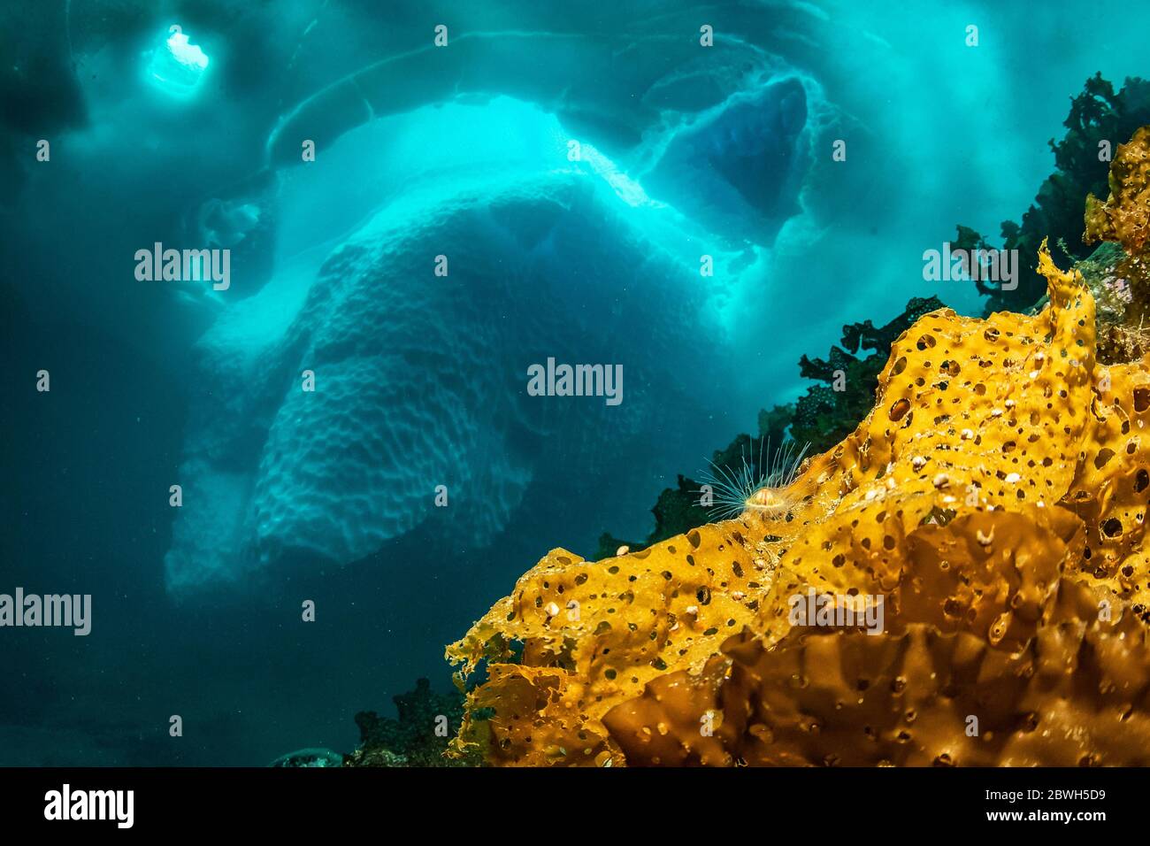 Varech, ceinture de mer ou tablier du diable, Saccharina latissima, devant un iceberg, Tasiilaq, Groenland, Océan Atlantique Nord Banque D'Images