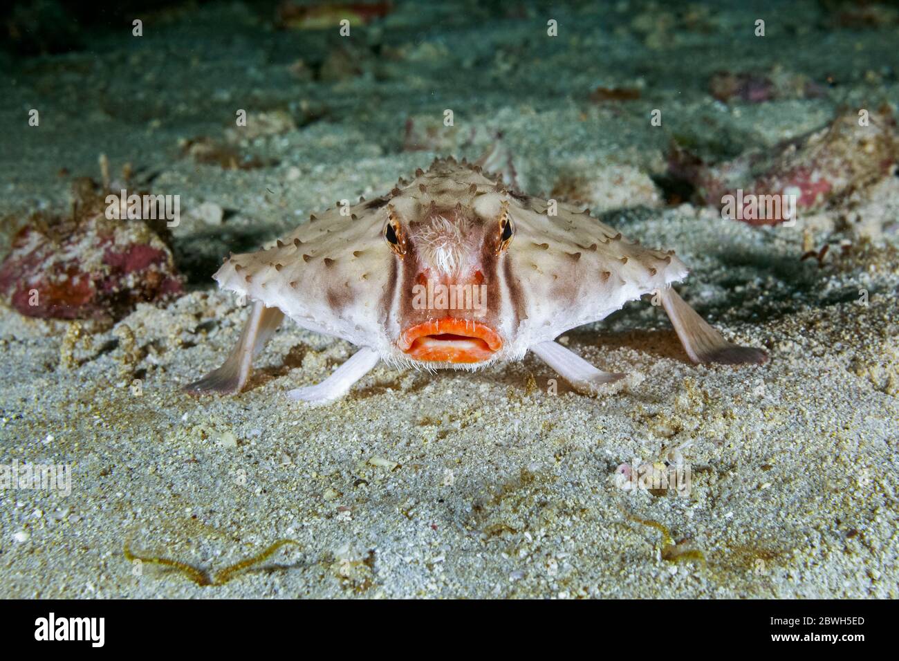 Poisson-de-mer à lèvres roses, Ogocephalus porrectus, Parc national de l'île Cocos, site classé au patrimoine mondial de l'UNESCO, île Cocos, Costa Rica, Amérique centrale, Pacifi Banque D'Images