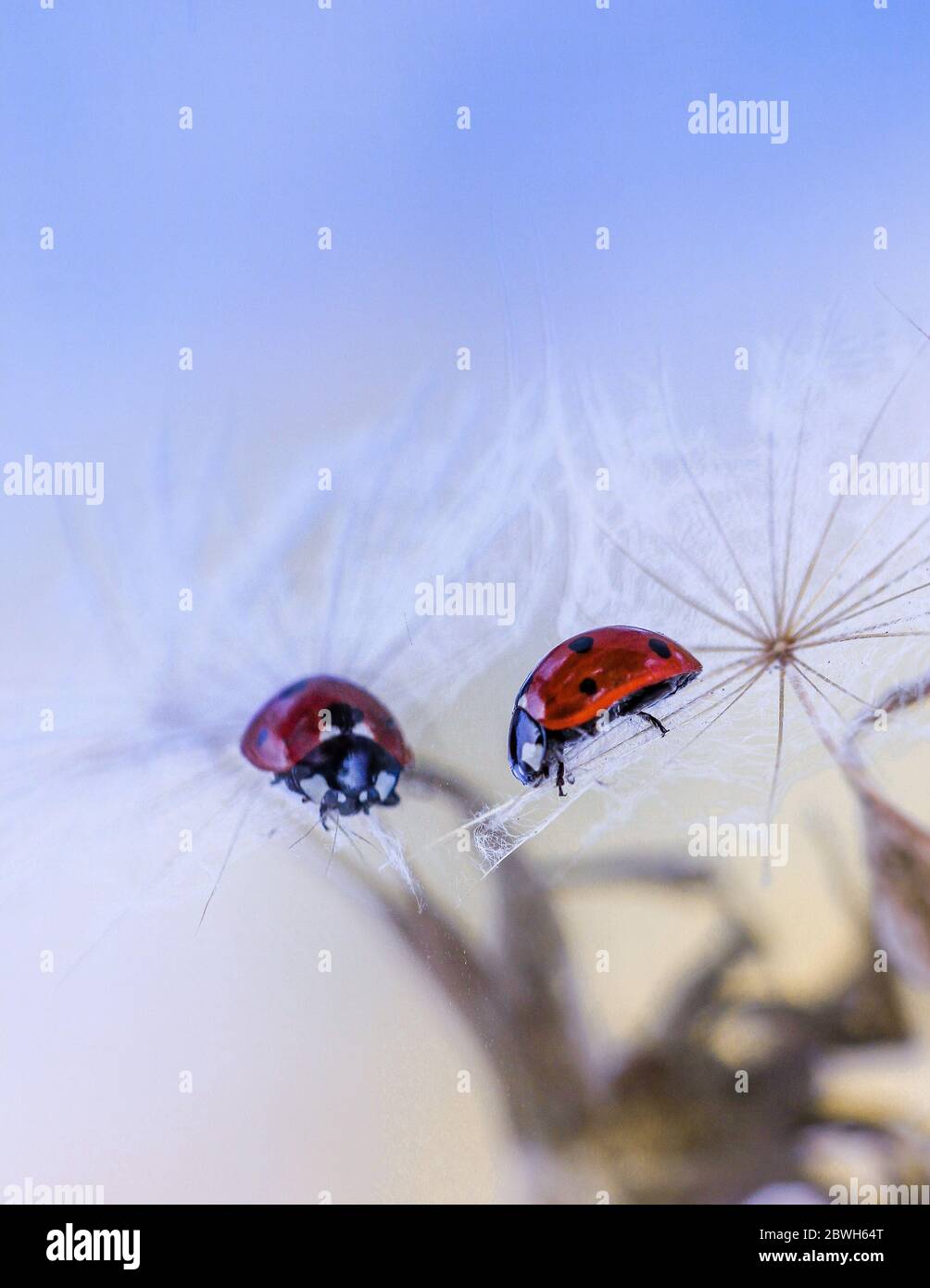Gros plan coccinelle sur les graines de salsifies avec réflexion dans le miroir Banque D'Images