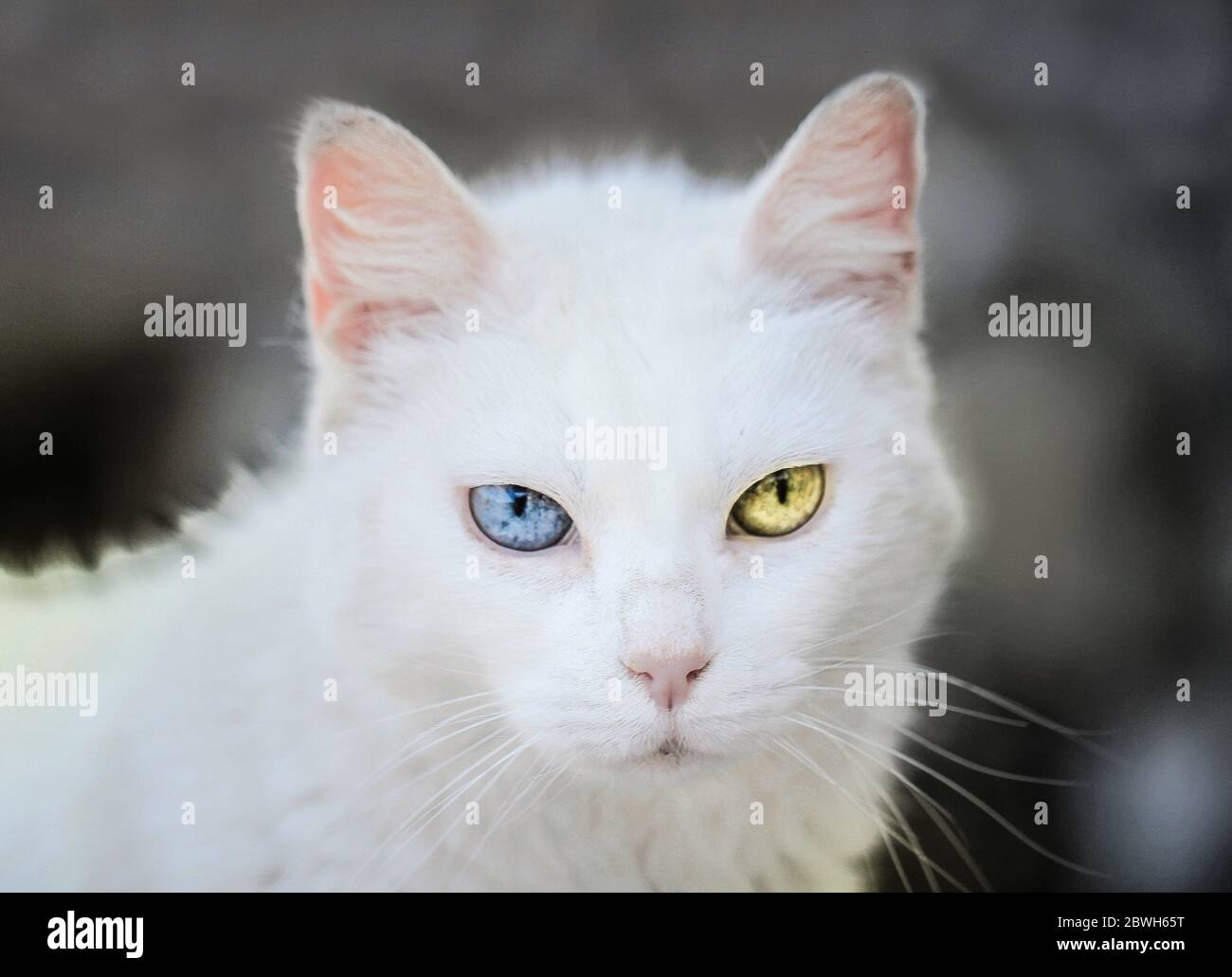 Chat blanc avec des yeux multicolores, angora turc Banque D'Images