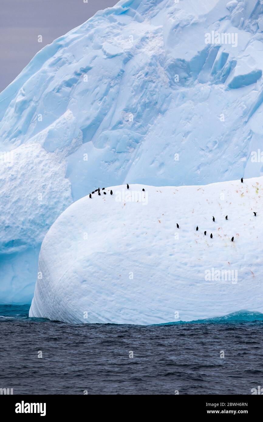 Pingouins de collier, Pygoscelis antarcticus, et pingouins de gentoo, Pygoscelis papouasie, reposant sur l'iceberg, mer de Weddel Océan Sud Banque D'Images