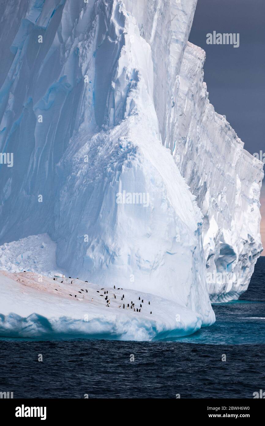 Pingouins de collier, Pygoscelis antarcticus, et pingouins de gentoo, Pygoscelis papouasie, reposant sur l'iceberg, mer de Weddel Océan Sud Banque D'Images