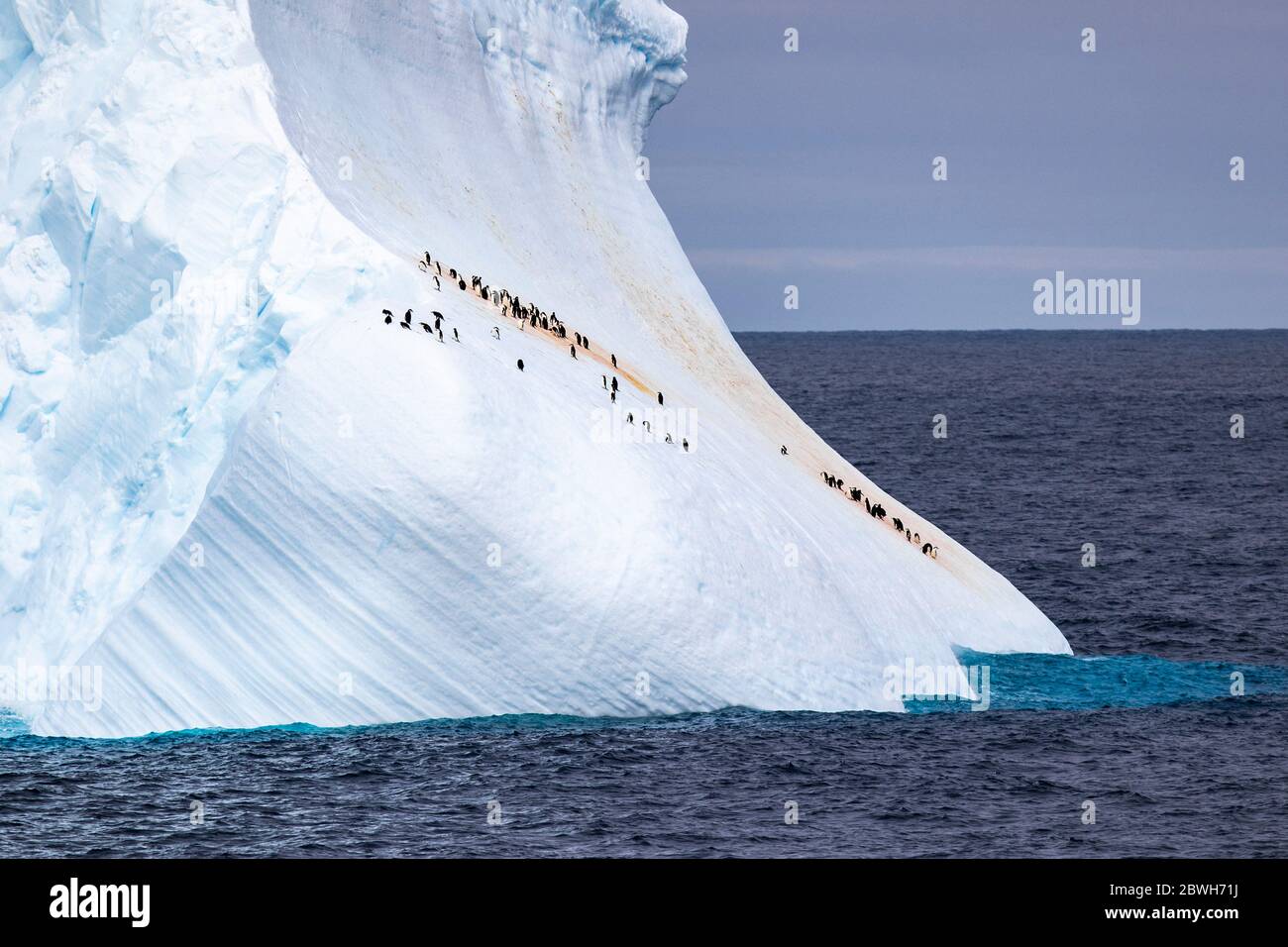 Pingouins de collier, Pygoscelis antarcticus, et pingouins de gentoo, Pygoscelis papouasie, reposant sur l'iceberg, mer de Weddel Océan Sud Banque D'Images