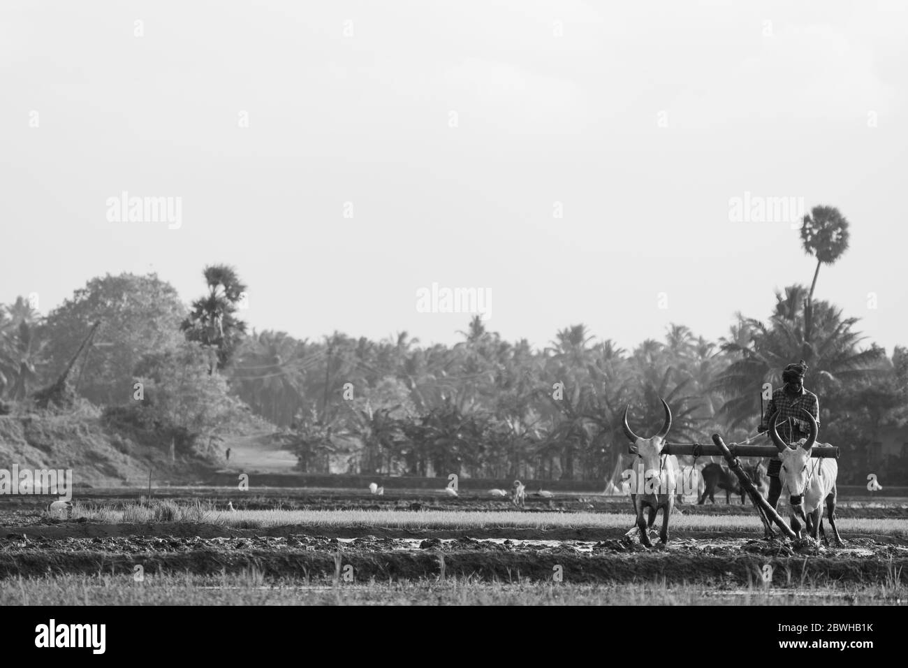 un vieil agriculteur et deux vaches travaillent dans le champ de paddy en vue large Banque D'Images