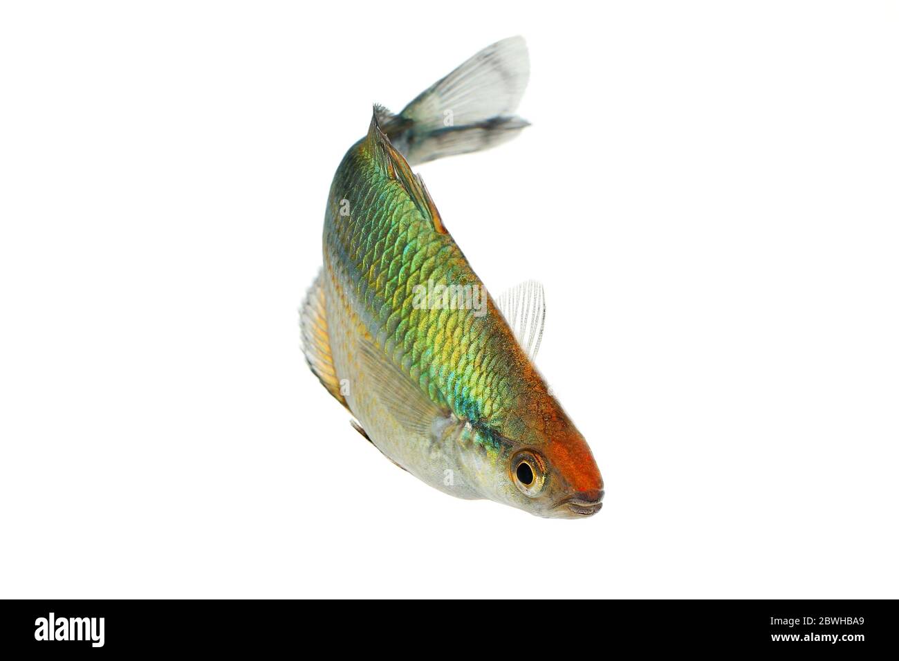Essaim de l'aquarium Turquoise de Rainbowfish Fish Lake Kutubu Rainbowfish Melanotaenia lacustris Banque D'Images