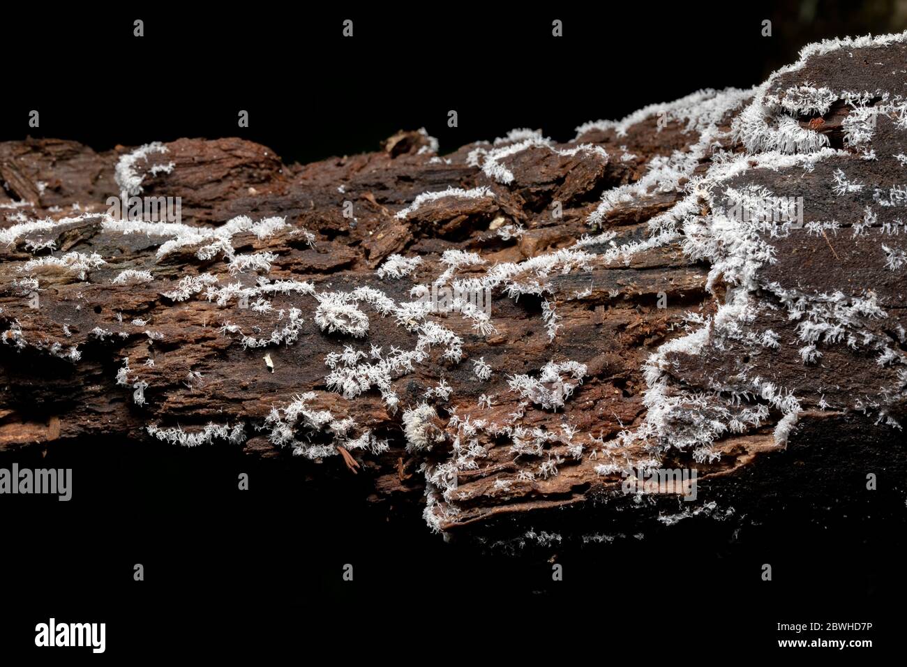 Moule blanc de chaux de corail (Ceratiomyxa fructiculosa) croissant sur bois rotant - Pisgah National Forest, Brevard, Caroline du Nord, États-Unis Banque D'Images