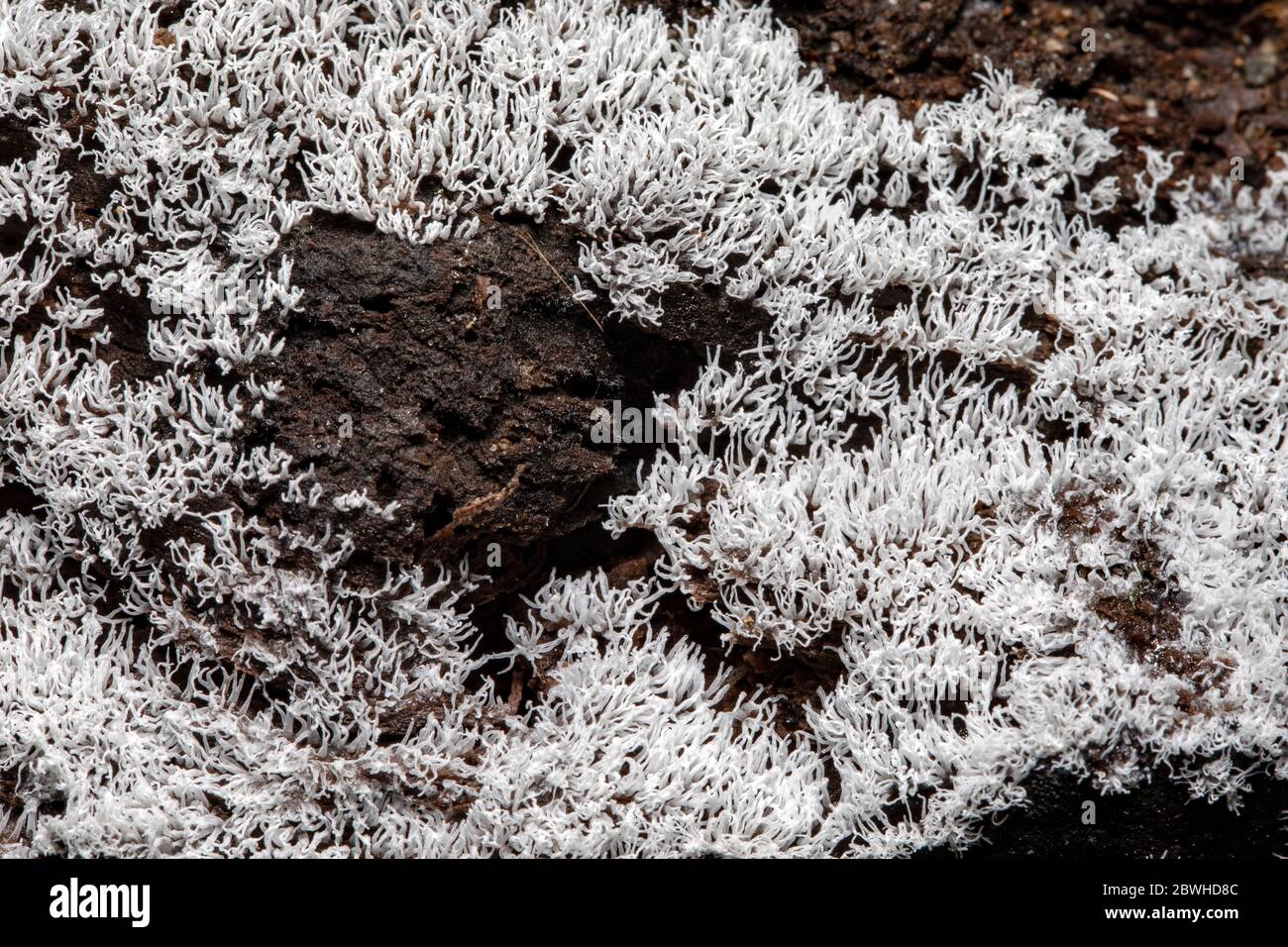 Gros plan de la moisissure blanche de chaux de corail (Ceratiomyxa fructiculosa) - Forêt nationale de Pisgah, Brevard, Caroline du Nord, États-Unis Banque D'Images