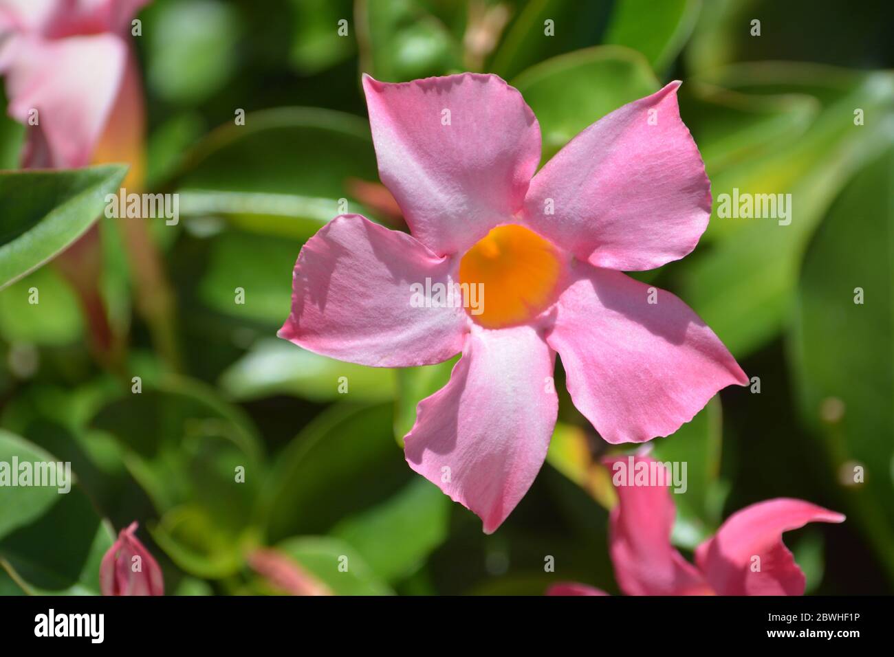 Diladenia, Mandevilla Sanderi, est un arbuste annuel. Avec des fleurs de framboises roses, rouges et de rose éclatant à Glendale, dans le comté de Maricopa, Arizona, États-Unis. Banque D'Images