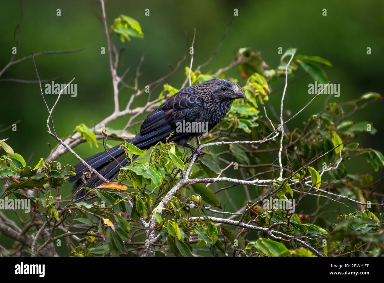 Oiseau noir tropical ani à bec lisse perché sur un arbre Banque D'Images