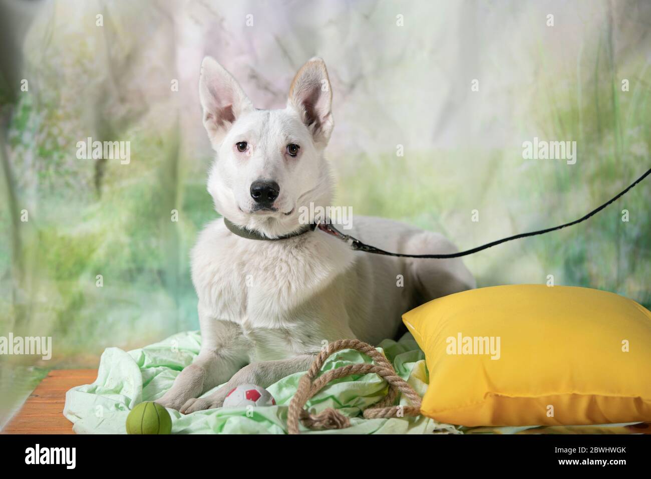 chien sans abri regarde avec des yeux tristes avec espoir de trouver la maison et l'hôte. Banque D'Images