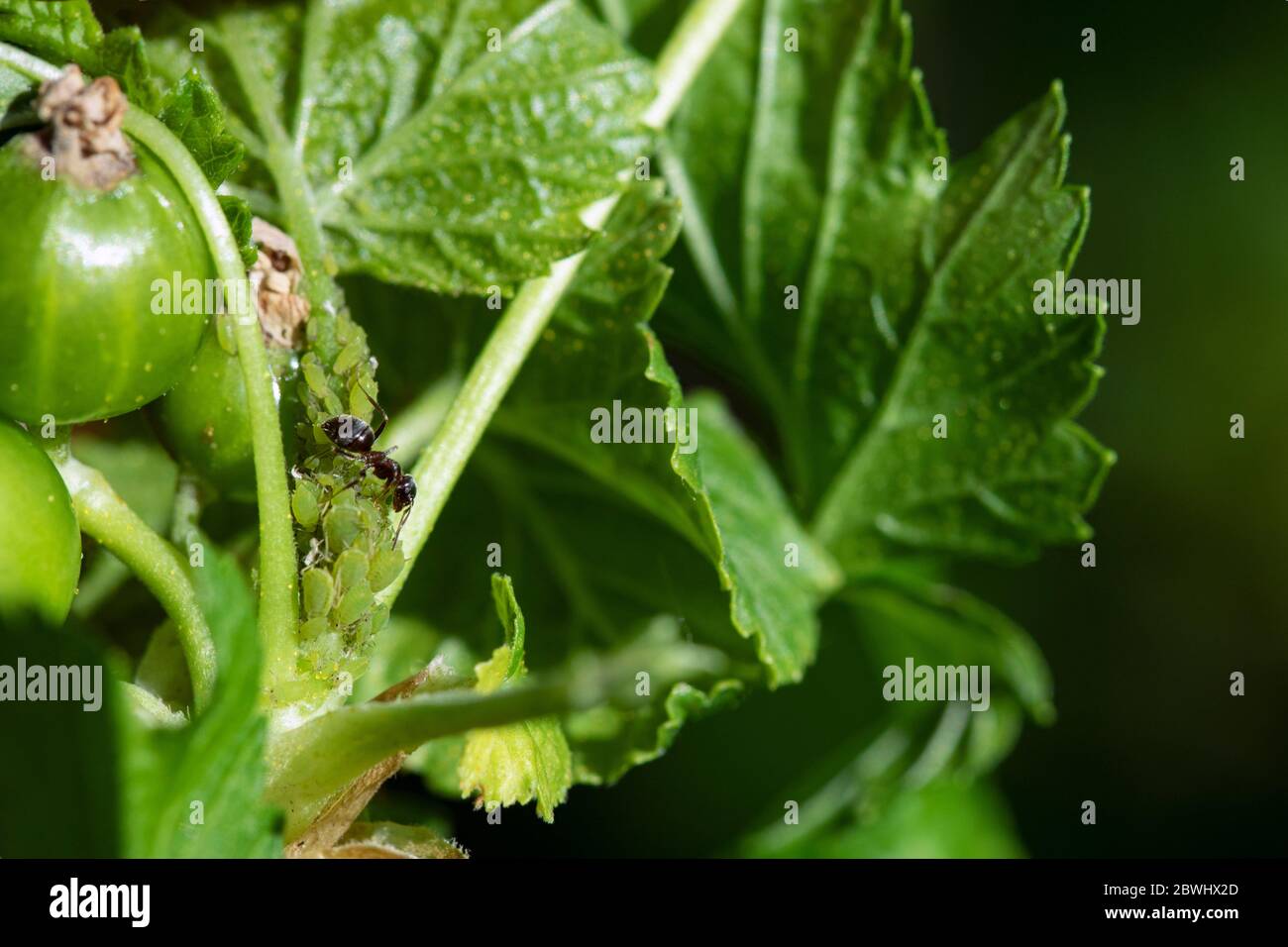 Insectes nuisibles. Puceron et fourmis sur la pousse verte dévorant et endommageant la plante. Traitement insecticide. Copier l'espace. Banque D'Images