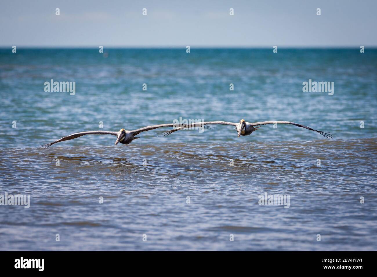 Pélicanes bruns en vol, Pelecanus occidentalis, à Punta Chame, côte du Pacifique, province de Panama, République du Panama. Banque D'Images