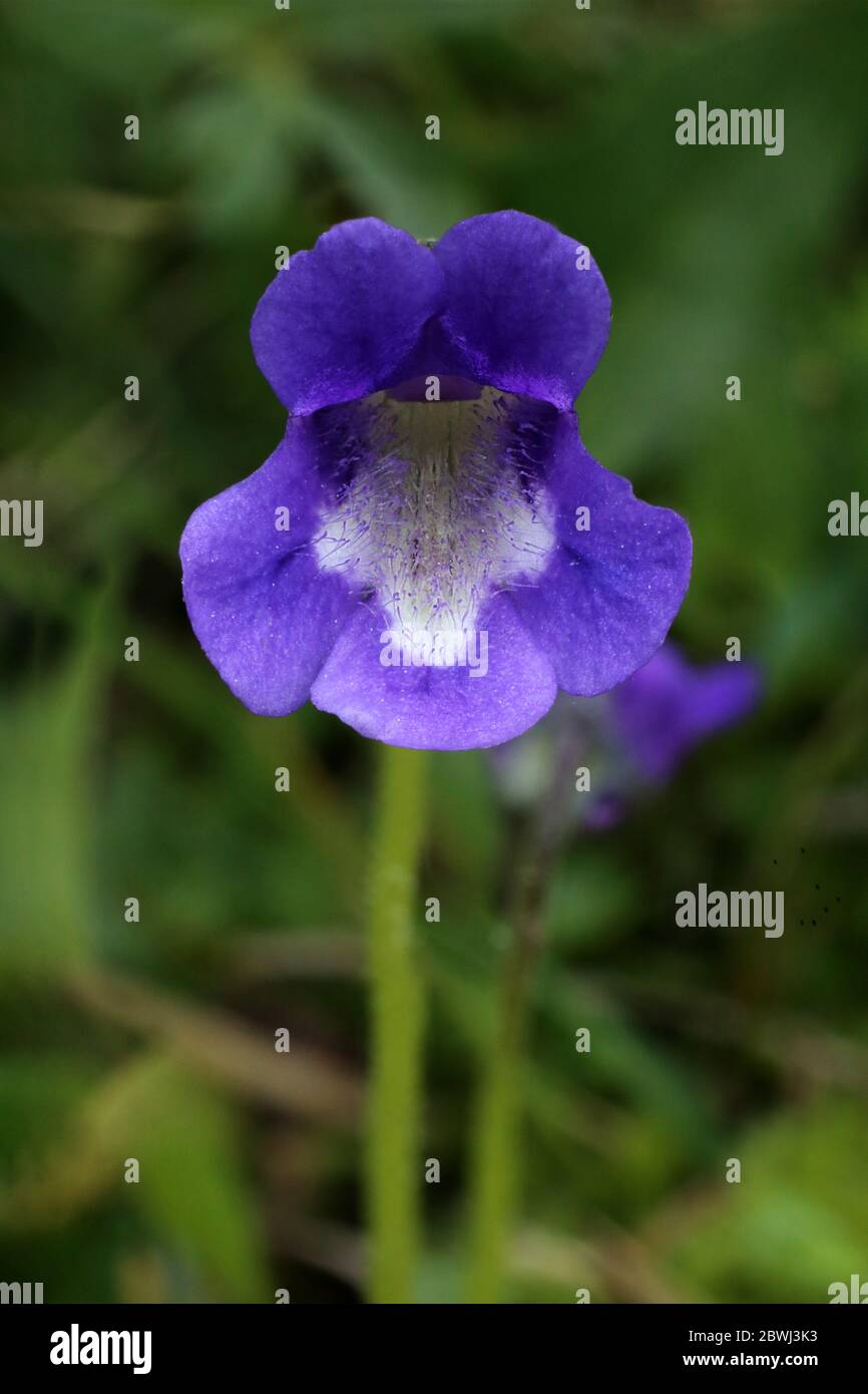 Pinguicula balcanica, Buttermoort. Plante sauvage au printemps. Banque D'Images